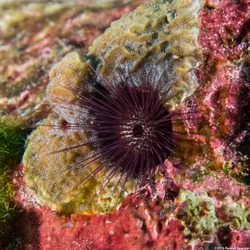 Echinostrephus aciculatus (Needle-Spined Urchin)