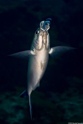 Caesio varilineata (Variable-Lined Fusilier); Bluestreak cleaner wrasse cleaning inside a fusilier's mouth