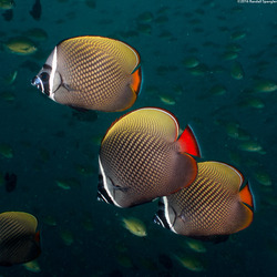 Chaetodon collare (White Collar Butterflyfish)