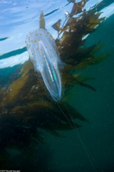 Leucothea pulchra (Leucothea Pulchra)