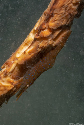 Heptacarpus stylus (Stiletto Shrimp)