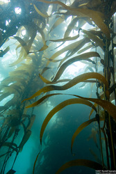 Macrocystis pyrifera (Giant Kelp)