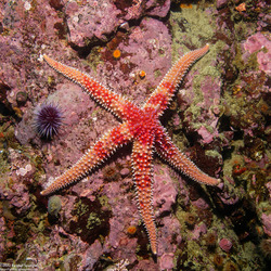 Orthasterias koehleri (Rainbow Star)