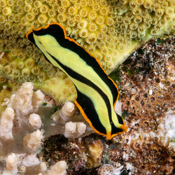Pseudoceros dimidiatus (Divided Flatworm)