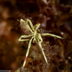 Class Pycnogonida (Sea Spider)