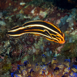 Plectorhinchus polytaenia (Ribbon Sweetlips)