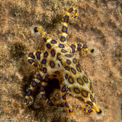 Hapalochlaena lunulata (Blue-Ringed Octopus)