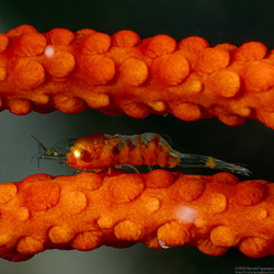 Hamodactylus boschmai (Boschma's Gorgonian Shrimp)