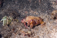 Dardanus gemmatus (Jeweled Anemone Crab)