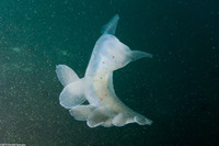 Melibe leonina (Lion's Mane Nudibranch)