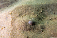 Neverita lewisii (Lewis's Moon Snail)