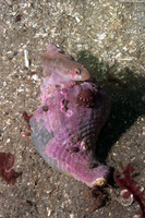 Rhinogobiops nicholsii (Blackeye Goby)