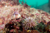 Tegula pulligo (Brown Turban Snail)