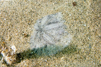 Dendraster excentricus (Sand Dollar)