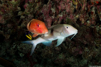 Parupeneus pleruostigma (Sidespot Goatfish)