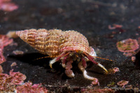 Pagurus hemphilli (Maroon Hermit Crab)