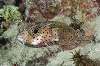 Chilomycterus antennatus (Bridled Burrfish)