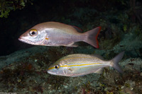 Haemulon aurolineatum (Tomtate)