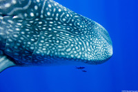 Naucrates ductor (Pilot Fish)