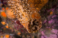 Apostichopus parvimensis (Warty Sea Cucumber)