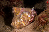 Dardanus gemmatus (Jeweled Anemone Crab)