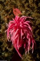 Integripelta bilabiata (Rosy Bryozoan)