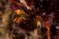 Pagurus hemphilli (Maroon Hermit Crab)