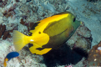 Zebrasoma scopas (Brushtail Tang)