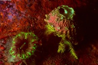 Paguristes ulreyi (Furry Hermit Crab)