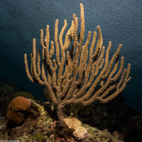 Eunicea mammosa (Swollen-Knob Candelabrum)