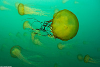 Chrysaora fuscescens (Brown Jellyfish)