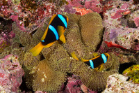 Stichodactyla mertensii (Merten's Carpet Anemone)