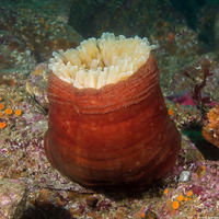 Urticina piscivora (Fish-Eating Urticina)