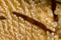 Oxydromus pugettensis (Bat Star Commensal Worm)
