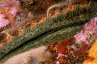 Crassadoma gigantea (Rock Scallop)
