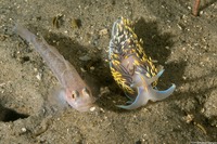 Rhinogobiops nicholsii (Blackeye Goby)