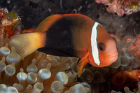 Amphiprion frenatus (Tomato Anemonefish)