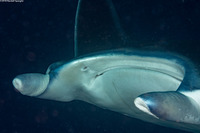 Mobula alfredi (Coastal Manta Ray)