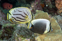 Chaetodon meyeri (Meyer's Butterflyfish)