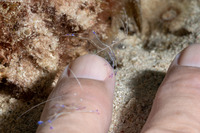 Ancylomenes pedersoni (Pederson Cleaner Shrimp)