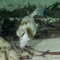 Lactophrys bicaudalis (Spotted Trunkfish)