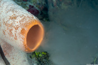 Agelas tubulata (Tubulate Sponge)