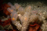 Orthopyxis sp.1 (Orthopyxis sp.1)