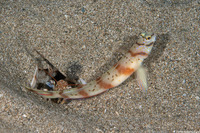 Amblyeleotris diagonalis (Slantbar Shrimpgoby)