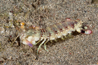 Odontodactylus latirostris (Pink-Eared Mantis)