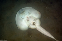 Platyrhinoidis triseriata (Thornback)