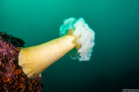 Metridium farcimen (White-Plumed Anemone)