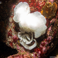 Berthella chacei (White Berthella)