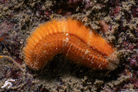 Euphrosine sp.1 (Euphrosine sp.1)