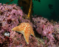 Henricia pumila (Dwarf Mottled Star)
